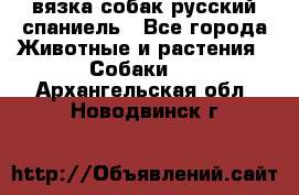 вязка собак русский спаниель - Все города Животные и растения » Собаки   . Архангельская обл.,Новодвинск г.